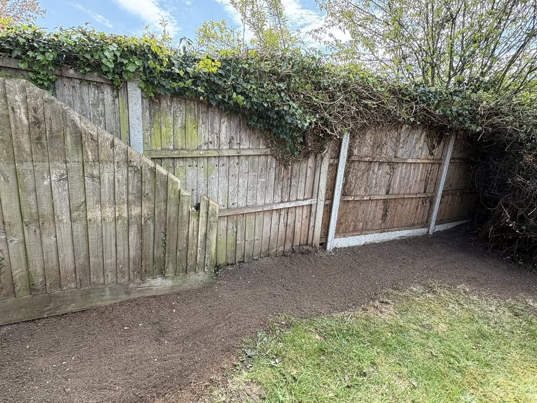 Fence after ivy removal