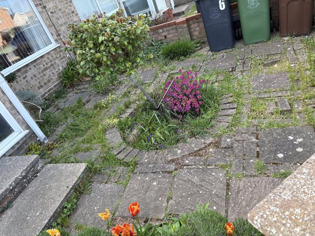 Front garden before tidy