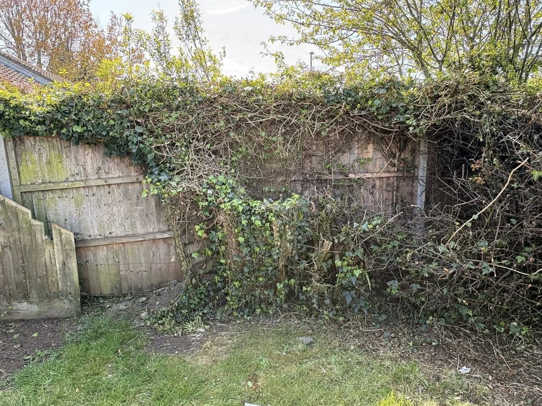 Fence smothered in ivy before clearing