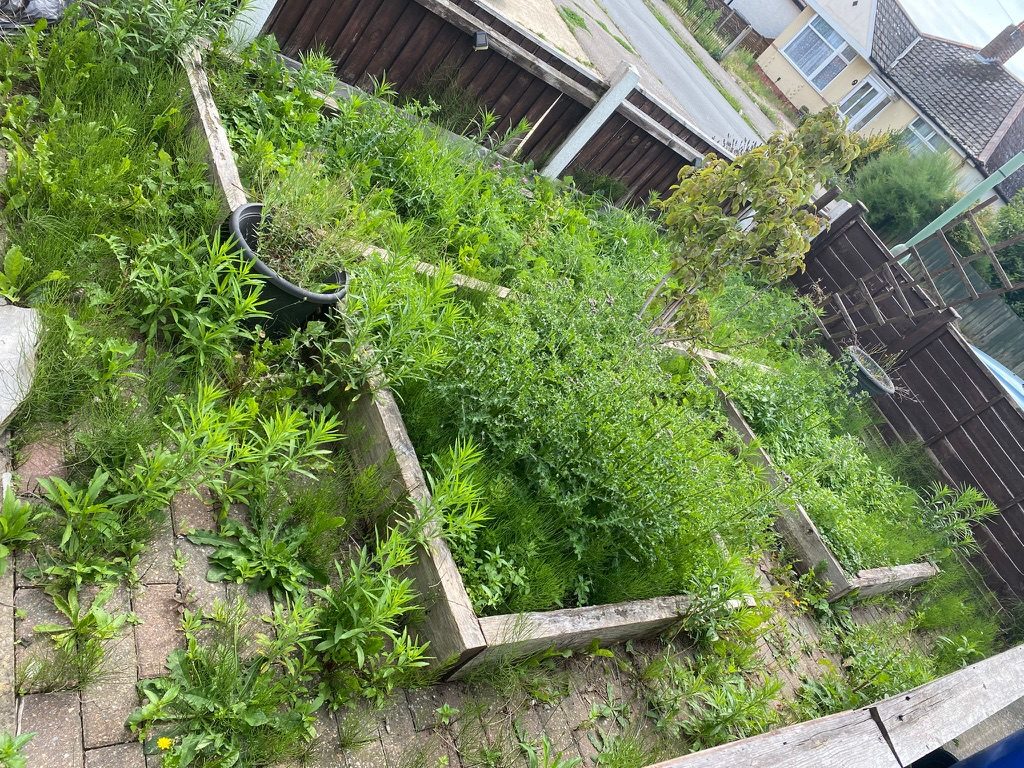 Raised garden beds overgrown with weeds and unwanted growth